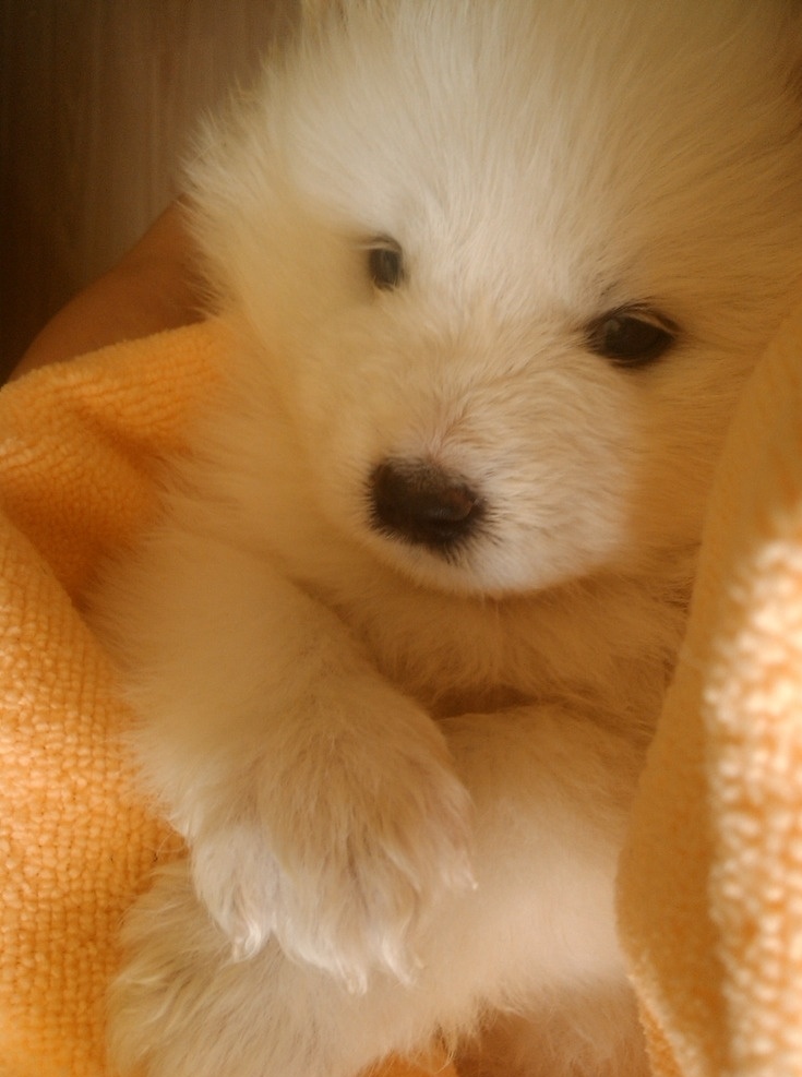 萨摩耶幼犬 萨摩 耶幼犬 萌萌哒 可爱 小狗 生物世界 家禽家畜