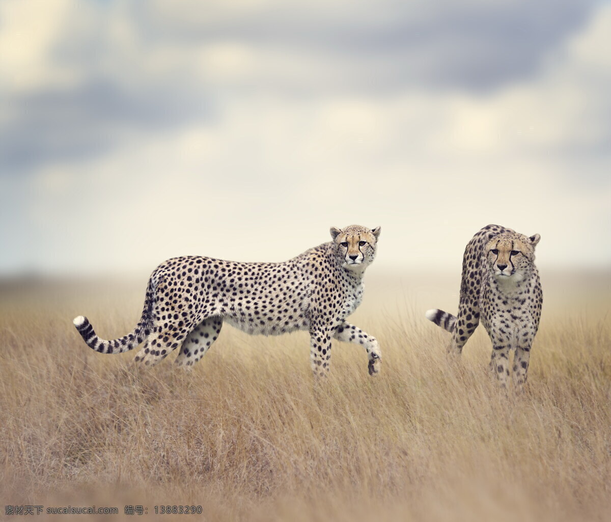 非洲 猎豹 高清 非洲草原 野草 枯草 杂草 非洲动物