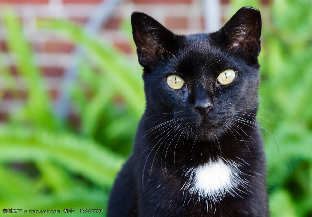 可爱小猫 小猫 黑猫 猫咪 萌宠 宠物猫 动物世界 可爱动物 陆地动物 生物世界 黑色