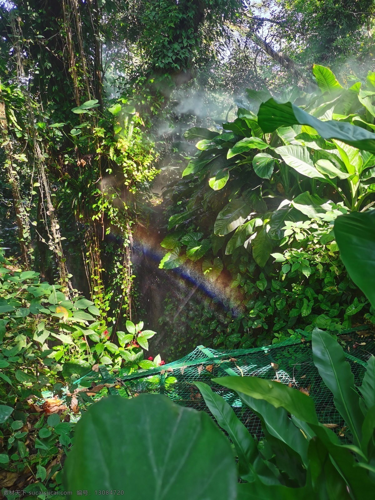 热带雨林图片 雨林世界 园林植物园 丛林雾色 万石植物园 一缕彩虹 旅游摄影 国内旅游