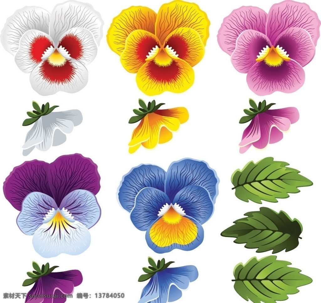梦幻蝴蝶花 蝴蝶花 三色堇 猫儿脸 鬼脸花 鲜花 花朵 花卉 绽放 盛开 灿烂 缤纷 美丽 花纹 时尚 梦幻 矢量 草地 绿 草 花草 主题 生物世界
