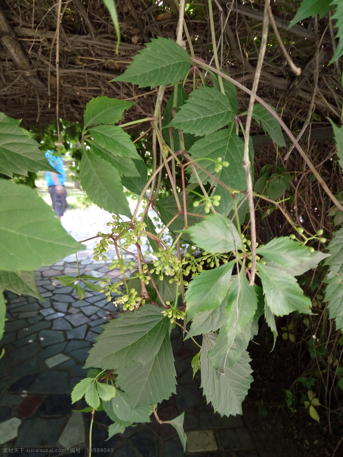 五叶地锦 植物 绿化 园艺 爬藤植物 葡萄科 生物世界 花草