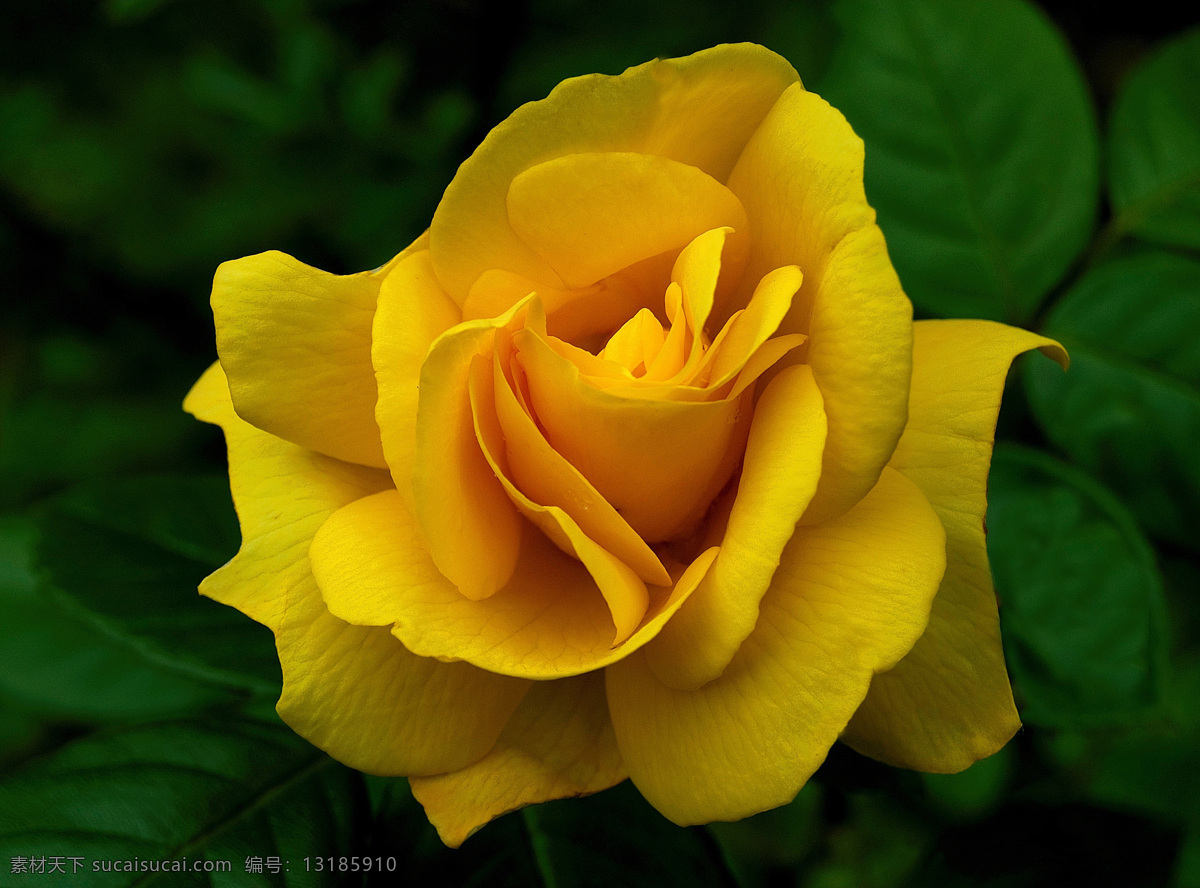 玫瑰花的 黄色花朵 黄玫瑰 唯美花朵 鲜花 花朵 花卉