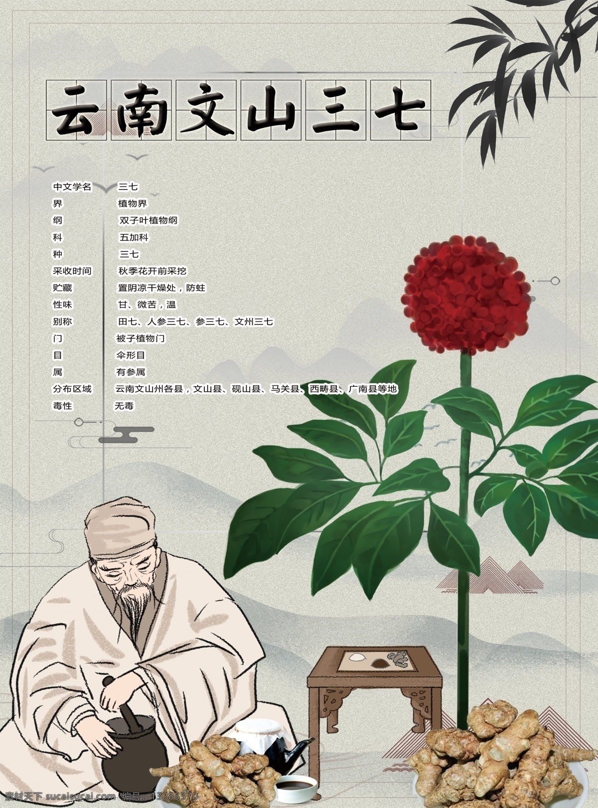 三七海报淡绿 文山 三七 加工 现场 打粉 云南 种植 原植物 二十头 五头 十头 三十头 四十头 保健 中草药 治病 名片 卡片 传单 海报 经营范围 三七花 三七根 三七茶