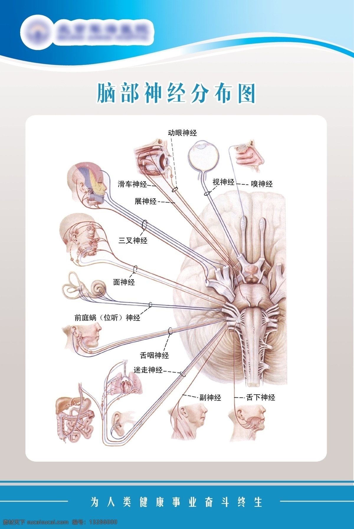 脑部 神经 分布图 脑神经 神经科挂图 医疗挂图 医学用图 医院展板 大脑