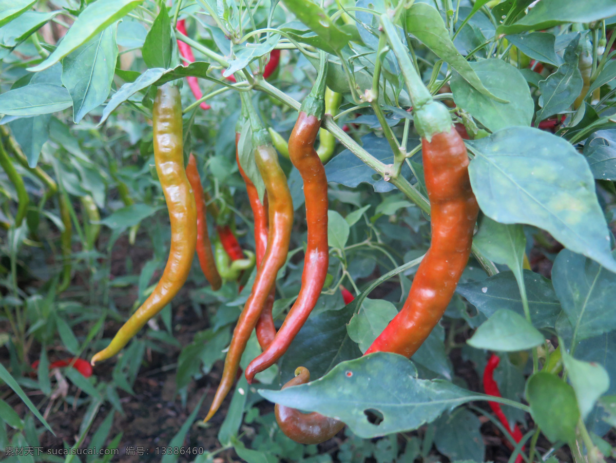 种植 辣子 蔬菜 新鲜 红辣椒 生物世界