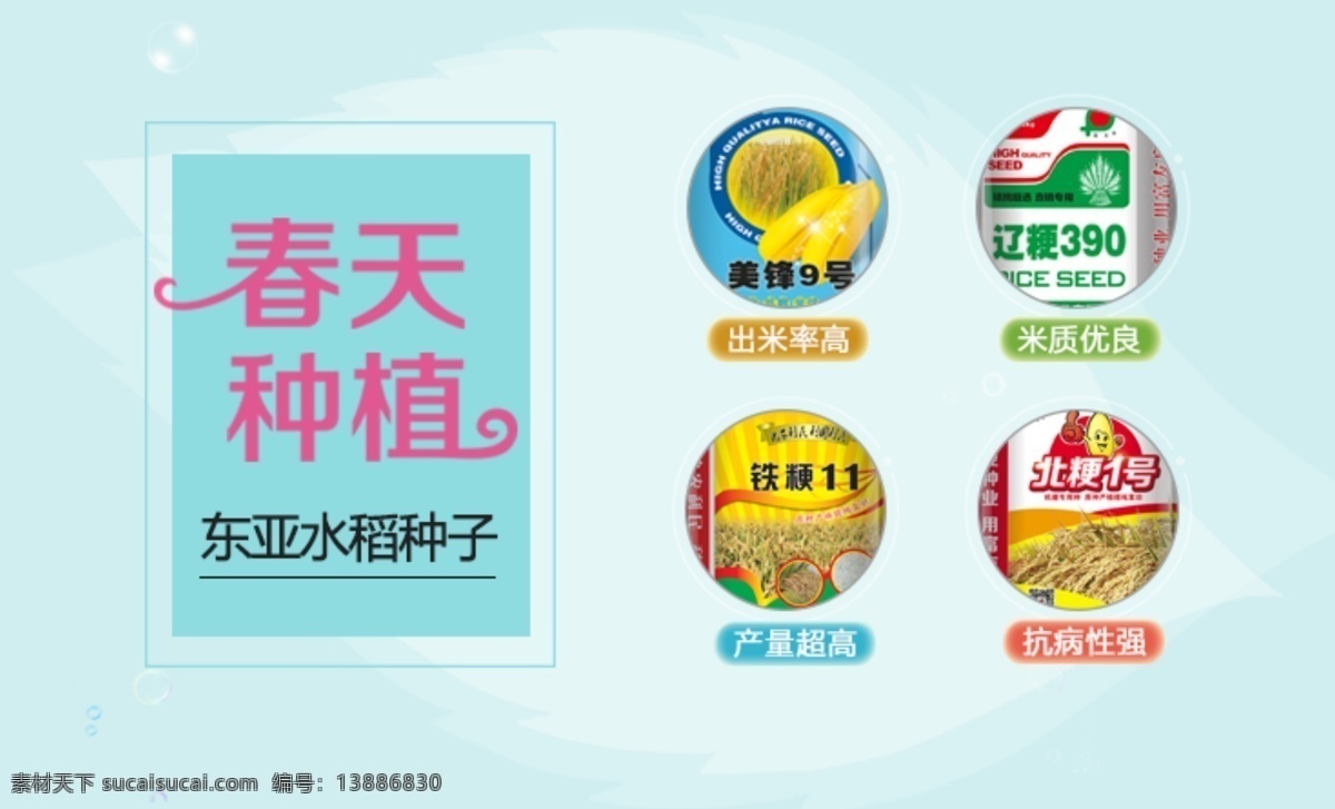 农业 网站首页 banner 绿色 春天 水稻 小麦 玉米 健康 种子 植物 蓝色 青色 天蓝色