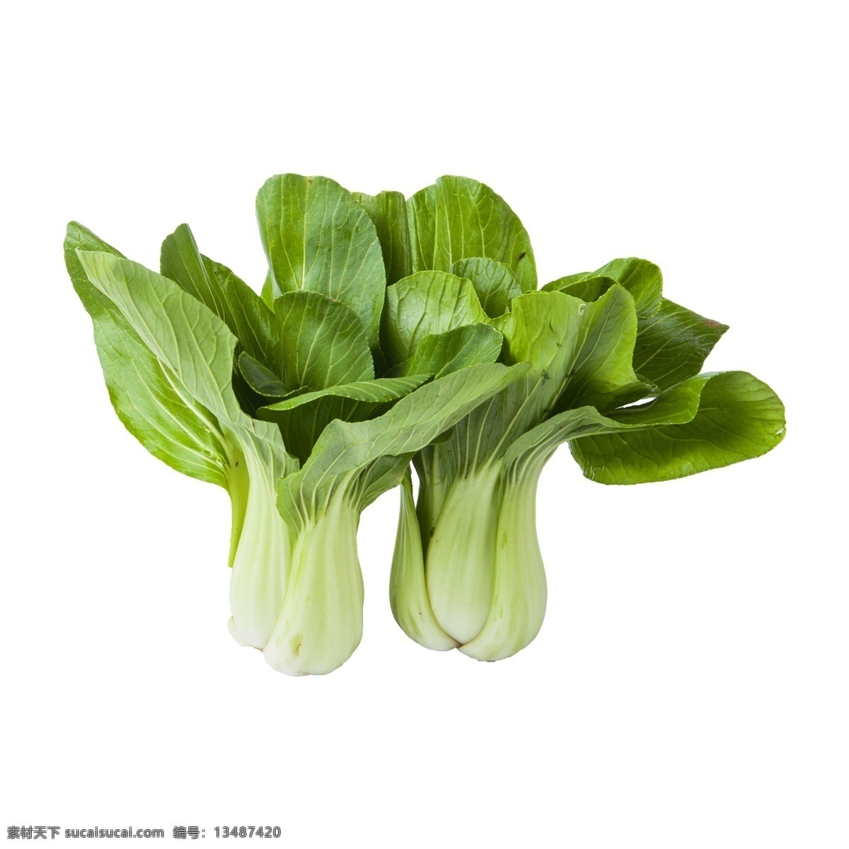 小 青菜 免 抠 小青菜 两个小青菜 绿色蔬菜 两个 有营养的蔬菜 好吃的青菜