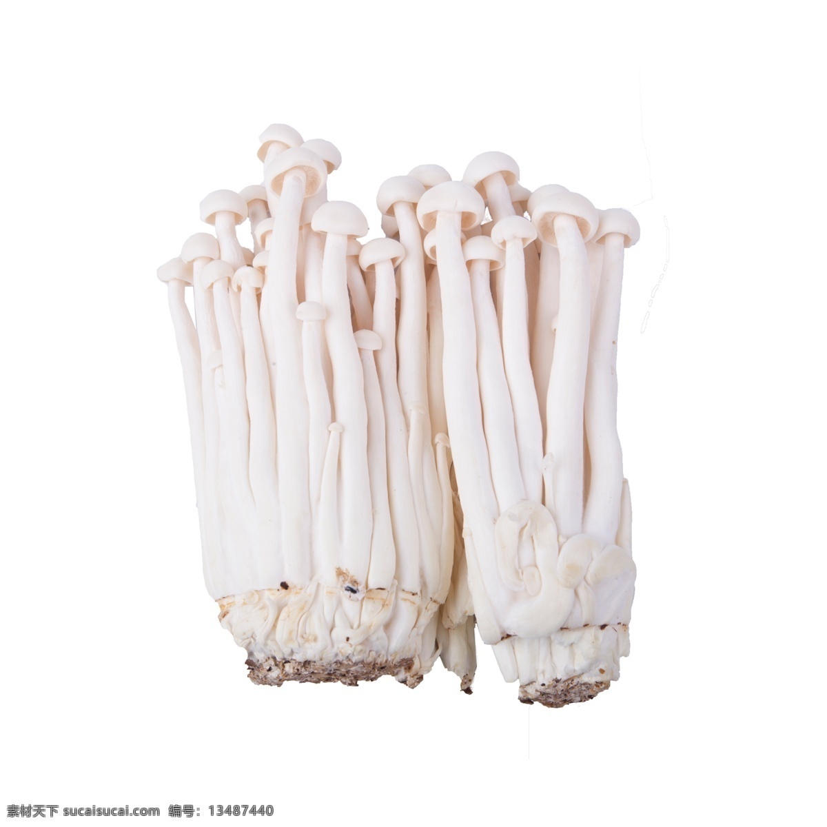 海 鲜菇 免 抠 海鲜菇 菌菇类 摆拍 蔬菜 营养 实物 拍摄 白色 蘑菇 食物 食材 海鲜菇免抠