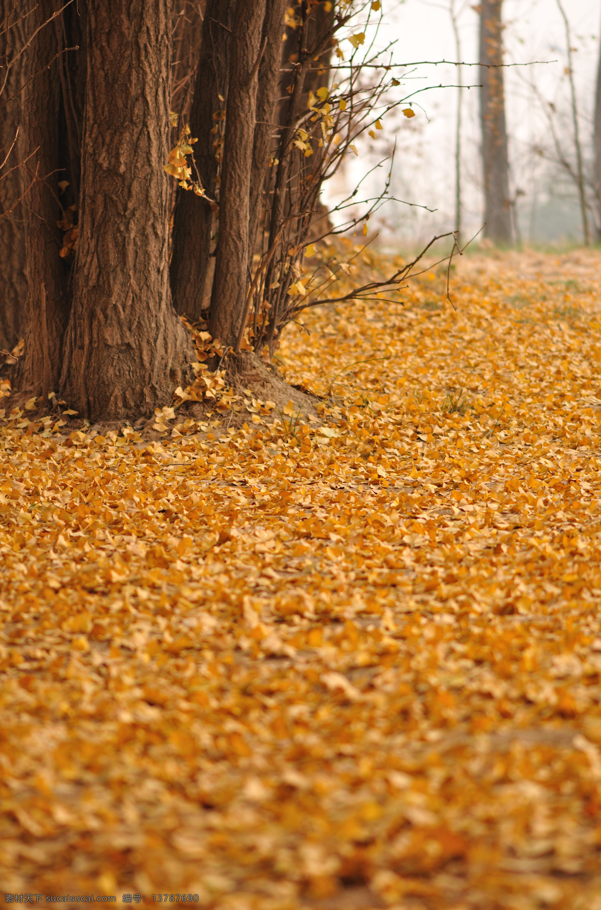 银杏园 银杏树 暖色调 温暖 秋色 秋天 自然风景 自然景观