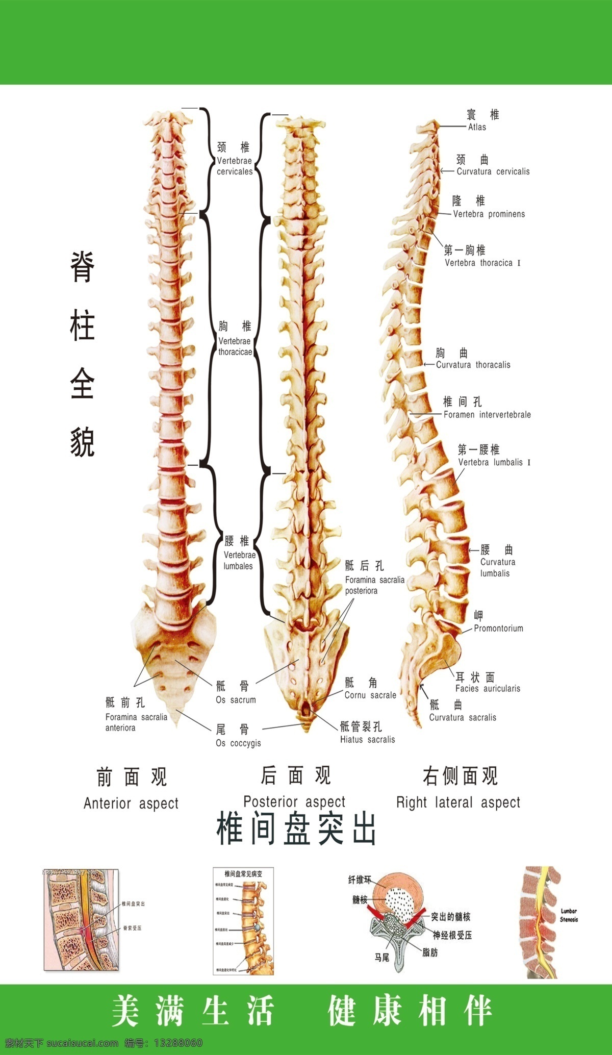 脊柱全图 脊柱 全图 脊柱全貌 脊柱图形 脊 柱 分层