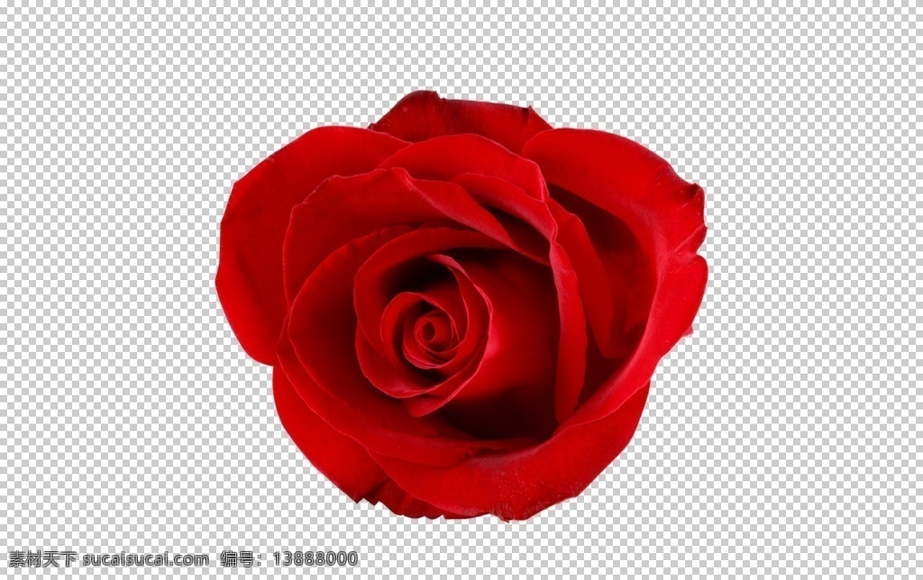 浪漫 情人节 520 七夕 玫瑰花 玫瑰花png 爱情 玫瑰 设计素材