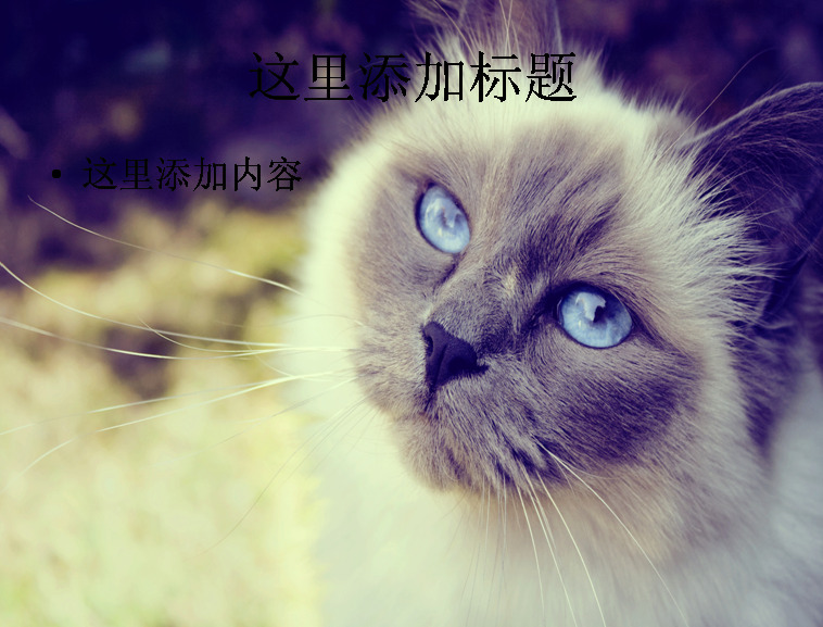 可爱 猫咪 卖 萌 模板