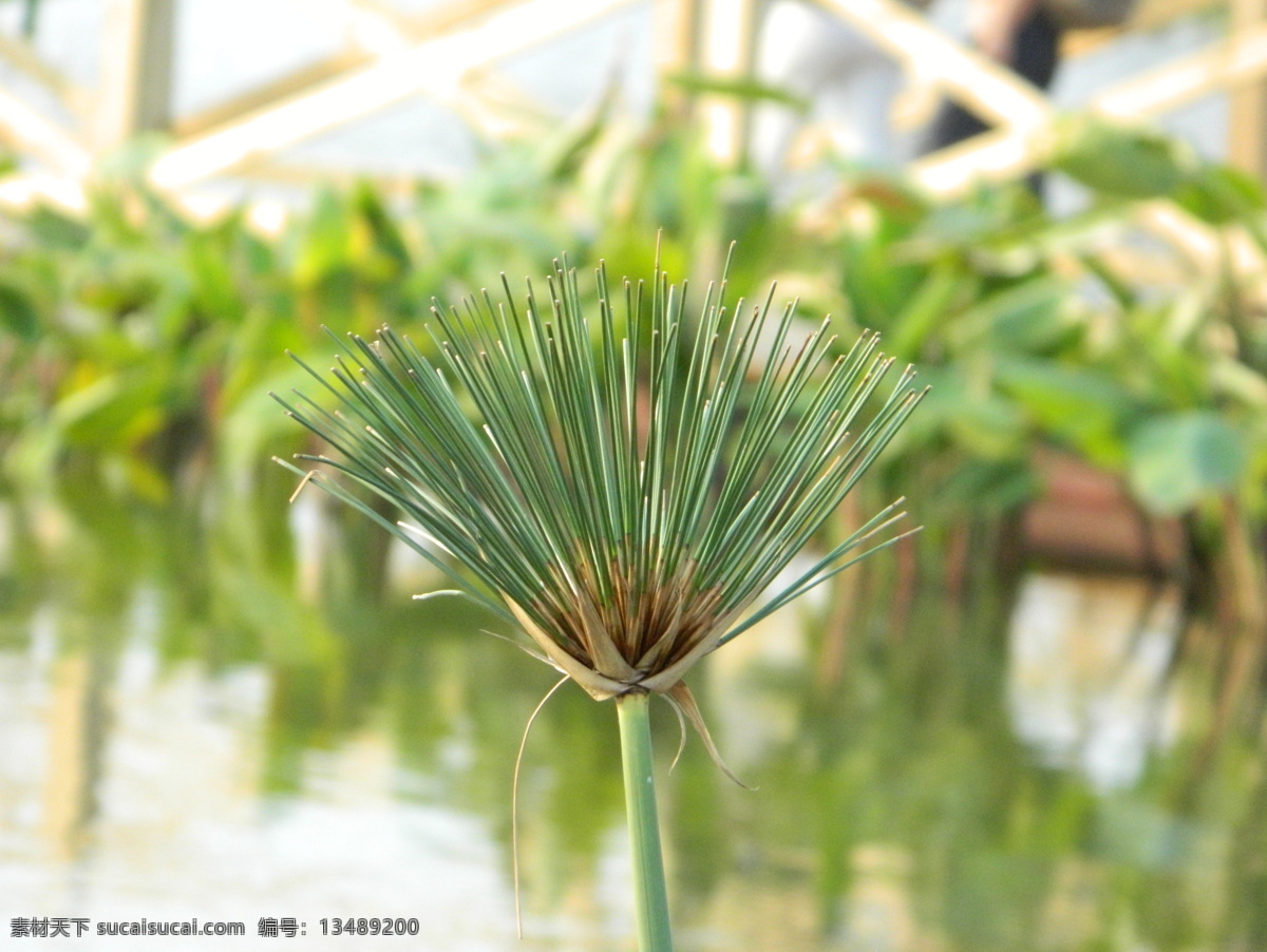 马尾 水草 绿叶植物 虚化背景 马尾草 风景 生活 旅游餐饮