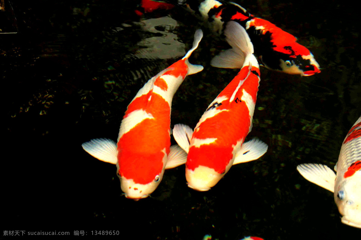 锦鲤 池塘 公园 金鱼 鲤鱼 生物世界 鱼类