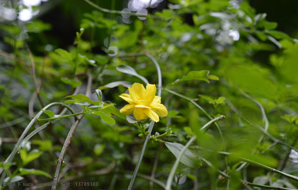 迎春花 花 黄色 春天 植物 背景 生物世界 花草