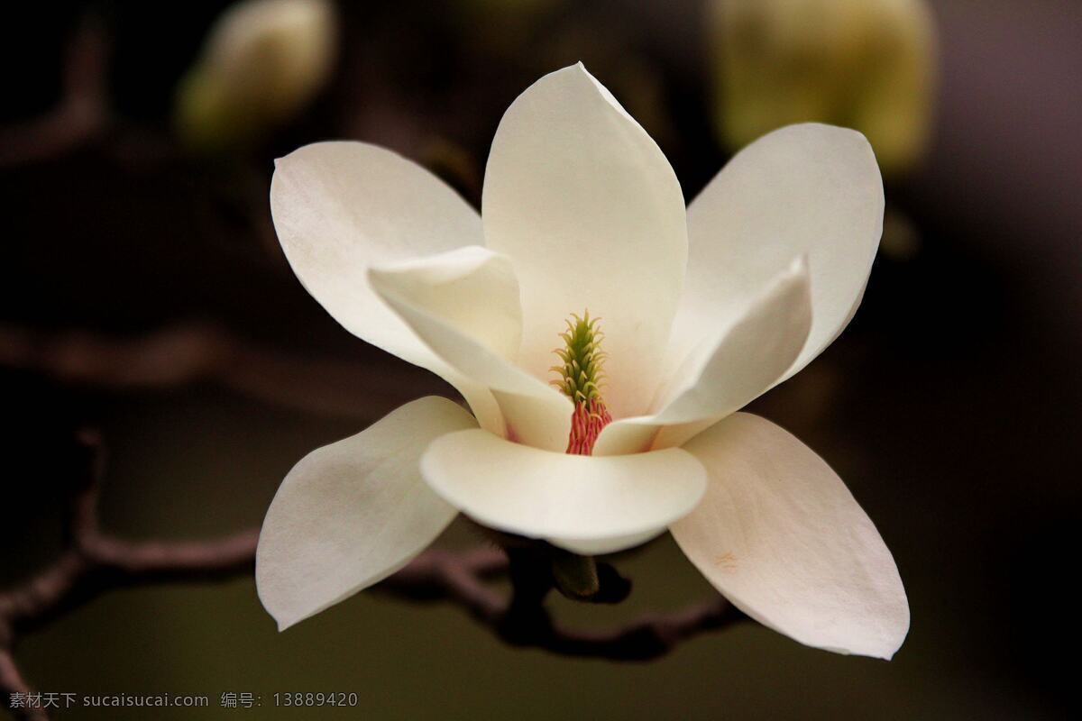 玉兰花 高清 花朵 花卉 白色 唯美 花枝