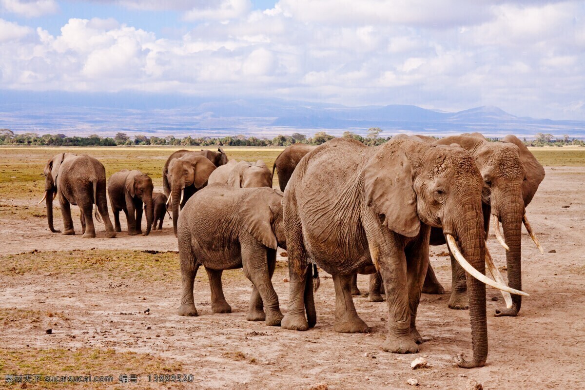 大象 非洲 安博塞利 动物 野生动物园 国家公园 肯尼亚