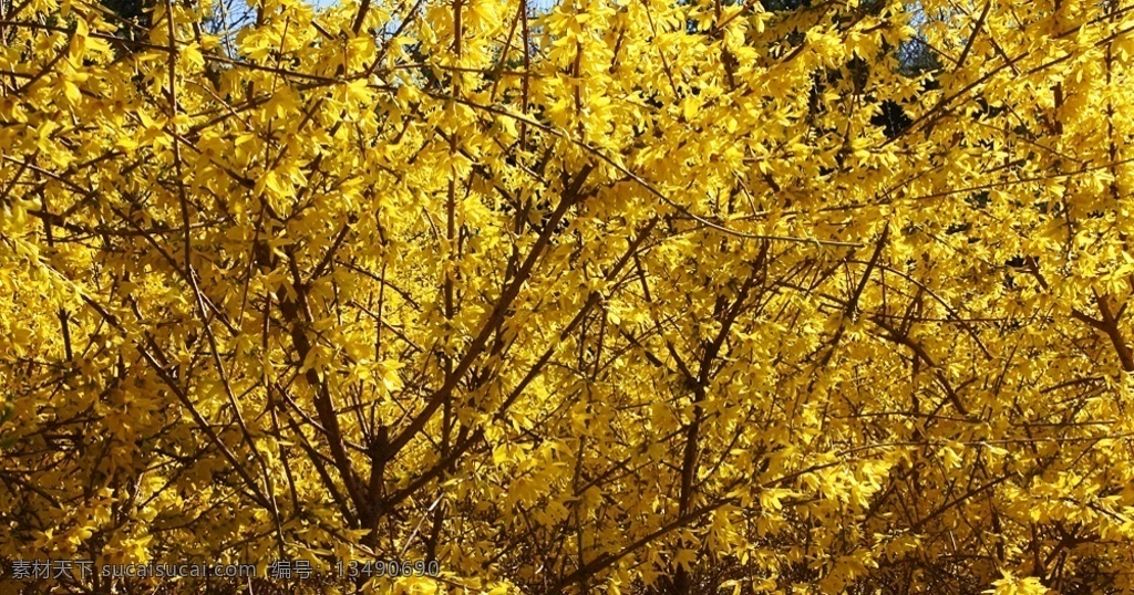 金色的迎春花 春天 春风 阳光 黄色 迎春花 阳光灿烂 春意盎然 多媒体 实拍视频 自然风光 mov