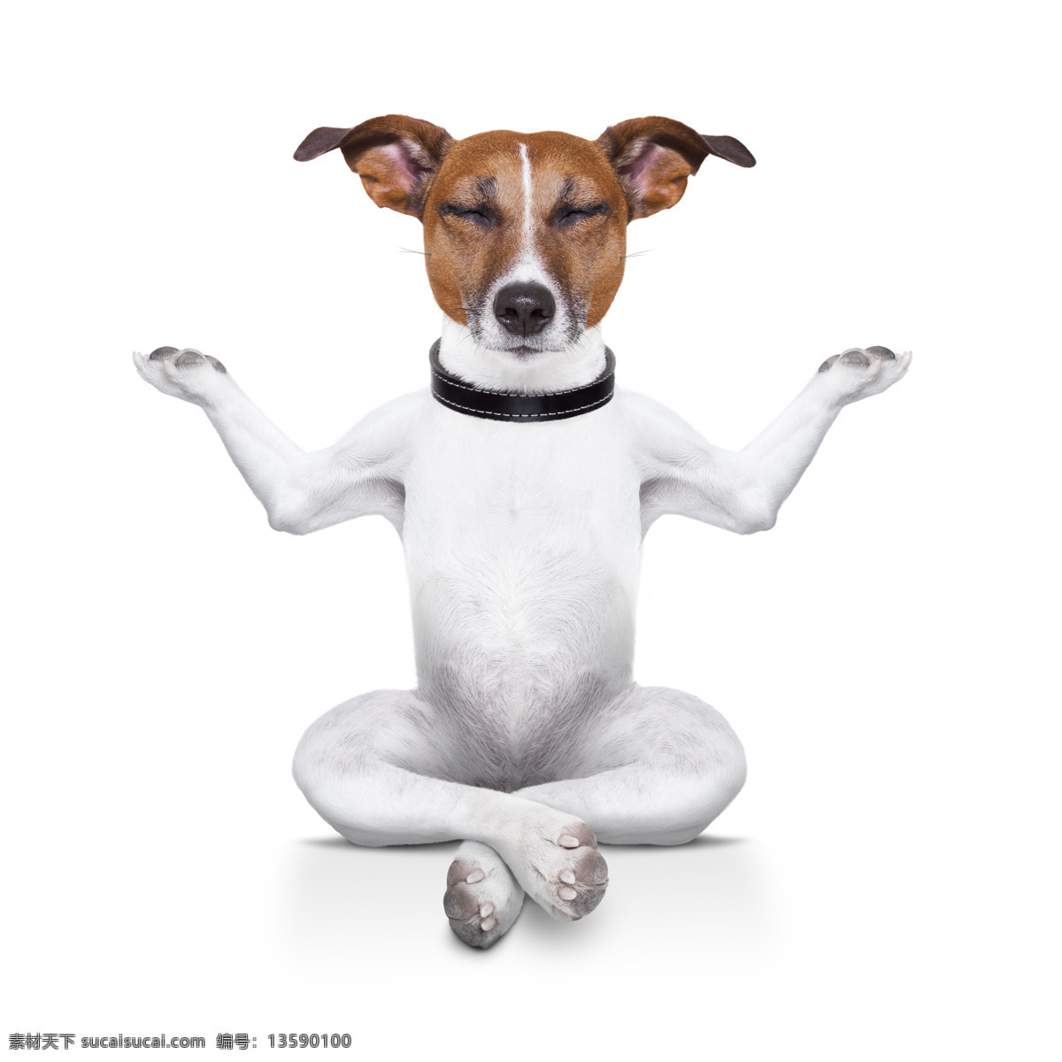 练 瑜伽 小狗 练瑜伽的小狗 养生 健身 练瑜伽小狗 动物 生活人物 人物图片