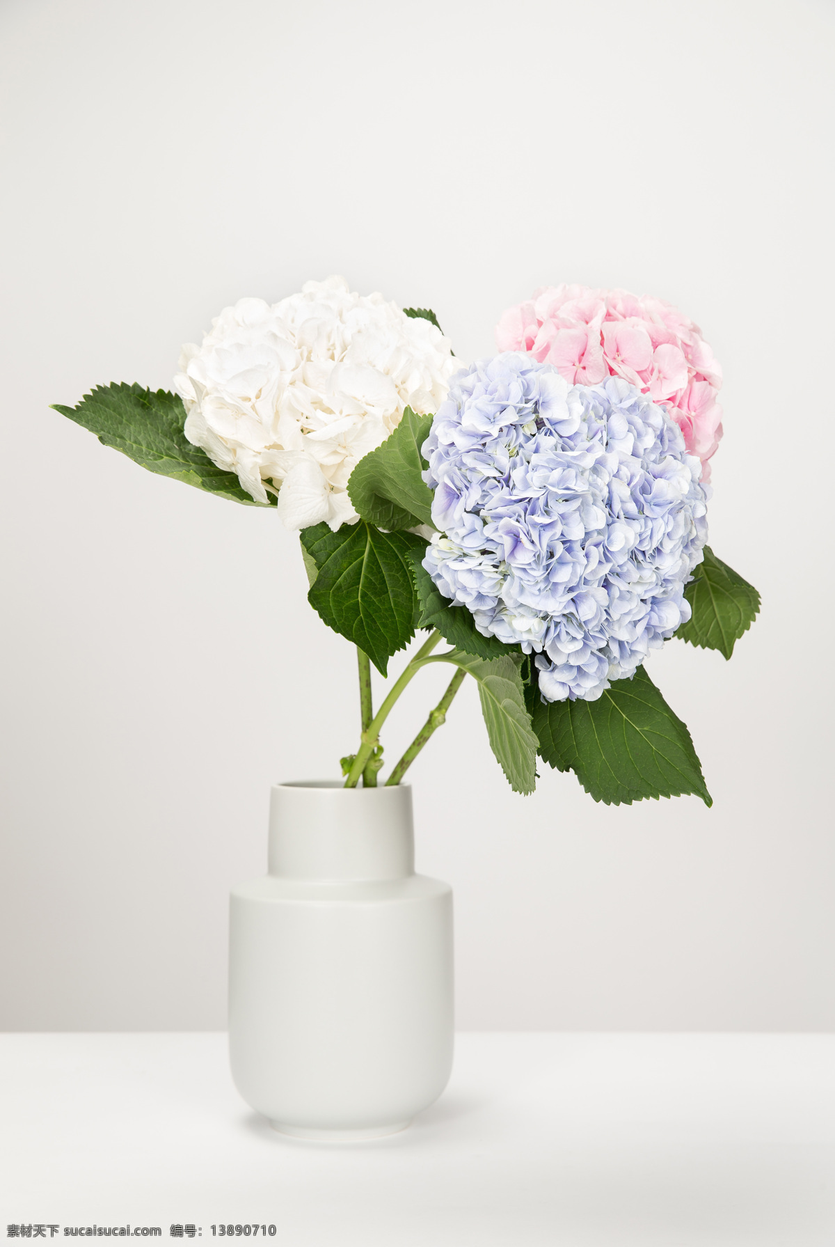 彩色的绣球花 花朵 清新 彩色 花束 植物 淡雅 绣球花 唯美 生物世界 花草