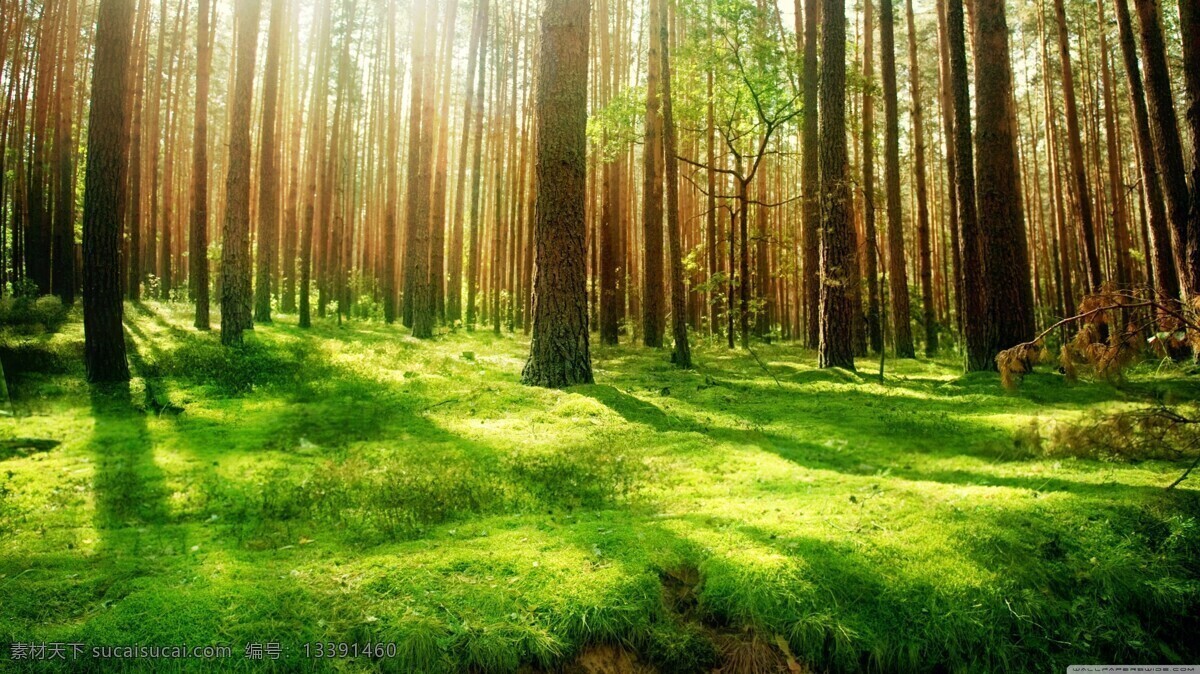 背景 壁纸 春天 绿叶 落叶 秋天 森林 树林 树叶 夏天 阳光 树枝 树木 树叶绿树 树木树叶 生物世界 psd源文件