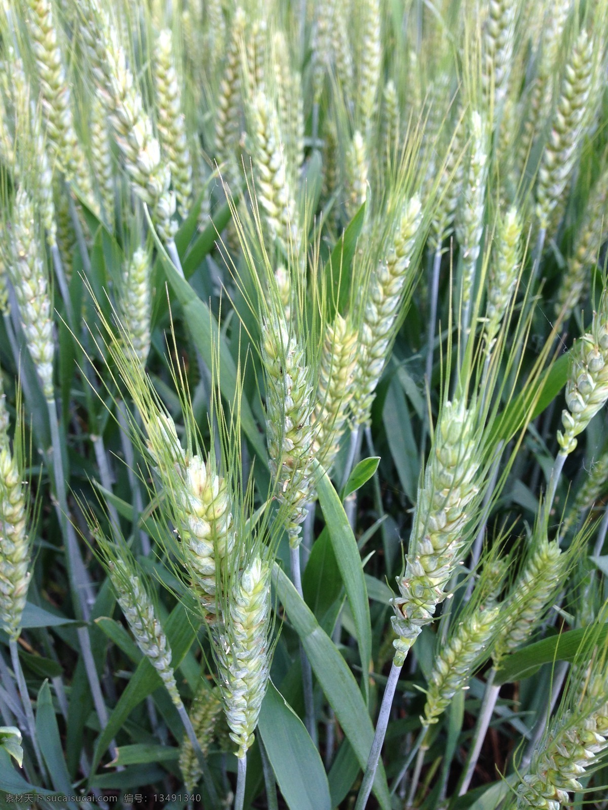 麦子 麦田 麦花 未成熟的麦子 绿色田野 绿色的麦子 麦叶 麦芽 麦杆子 绿色植物 绿色粮食 小麦 大麦 麦子素材 小麦素材 自然景观 田园风光