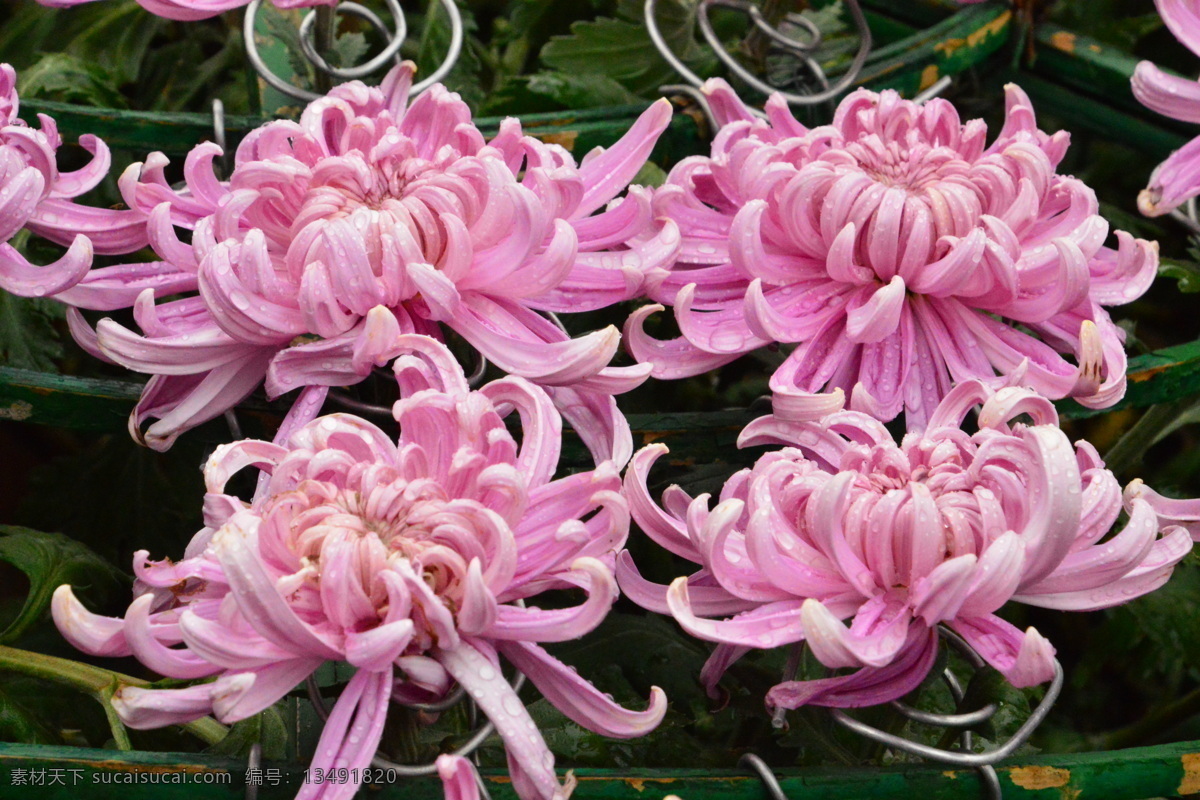 菊花 秋菊 园艺 花卉素材 寿客 金英 黄华 陶菊 花卉 花儿 花草 花朵 花瓣 花蕊 绿化景观 草本植物 菊菊花 生物世界
