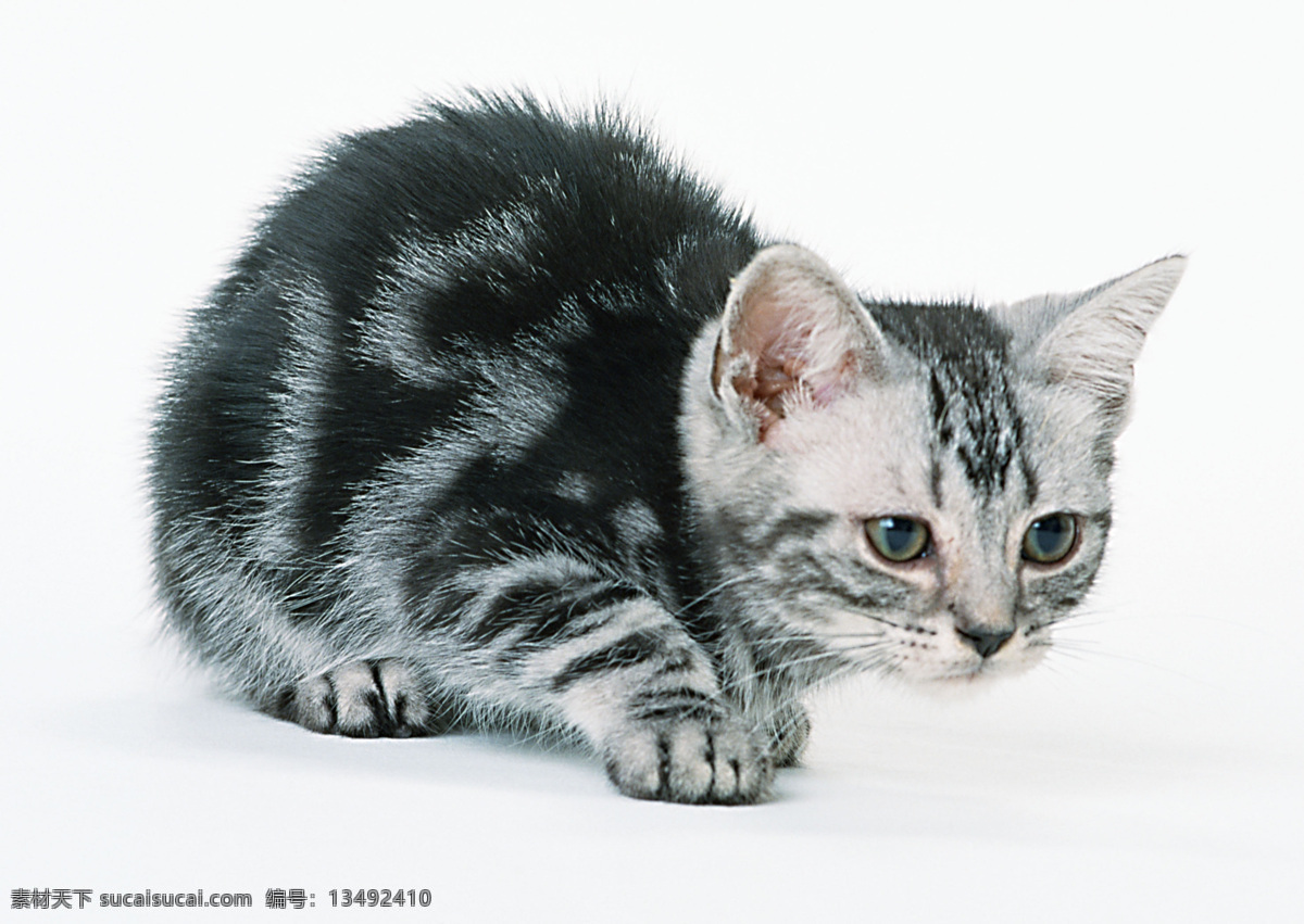 黑白花猫 猫 动物 宠物 可爱 家猫 可爱之猫 生物世界 家禽家畜 摄影图库