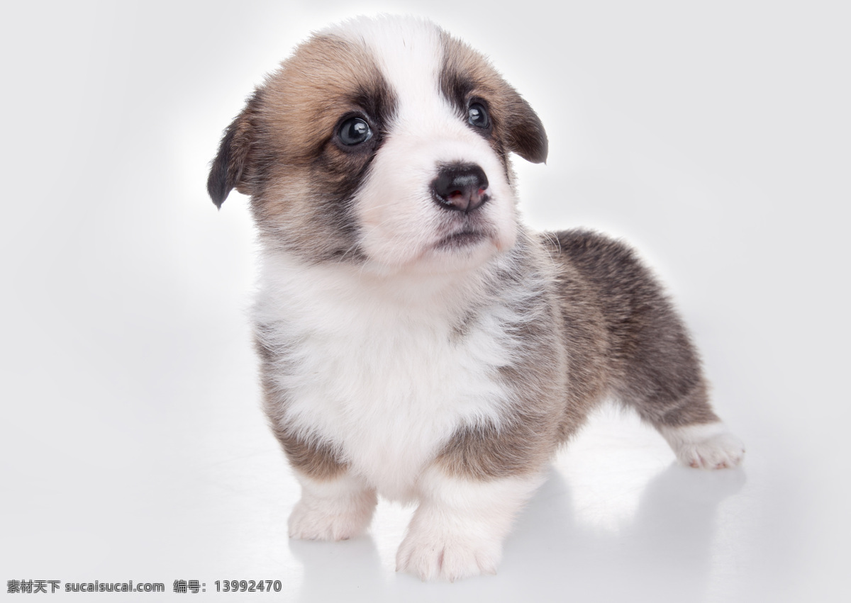 小狗 柯基犬 幼崽 柯基 短腿 宠物 狗 宠物狗小狗狗 狗宝宝 狗狗 宠物狗 小动物 犬 家禽家畜 生物世界