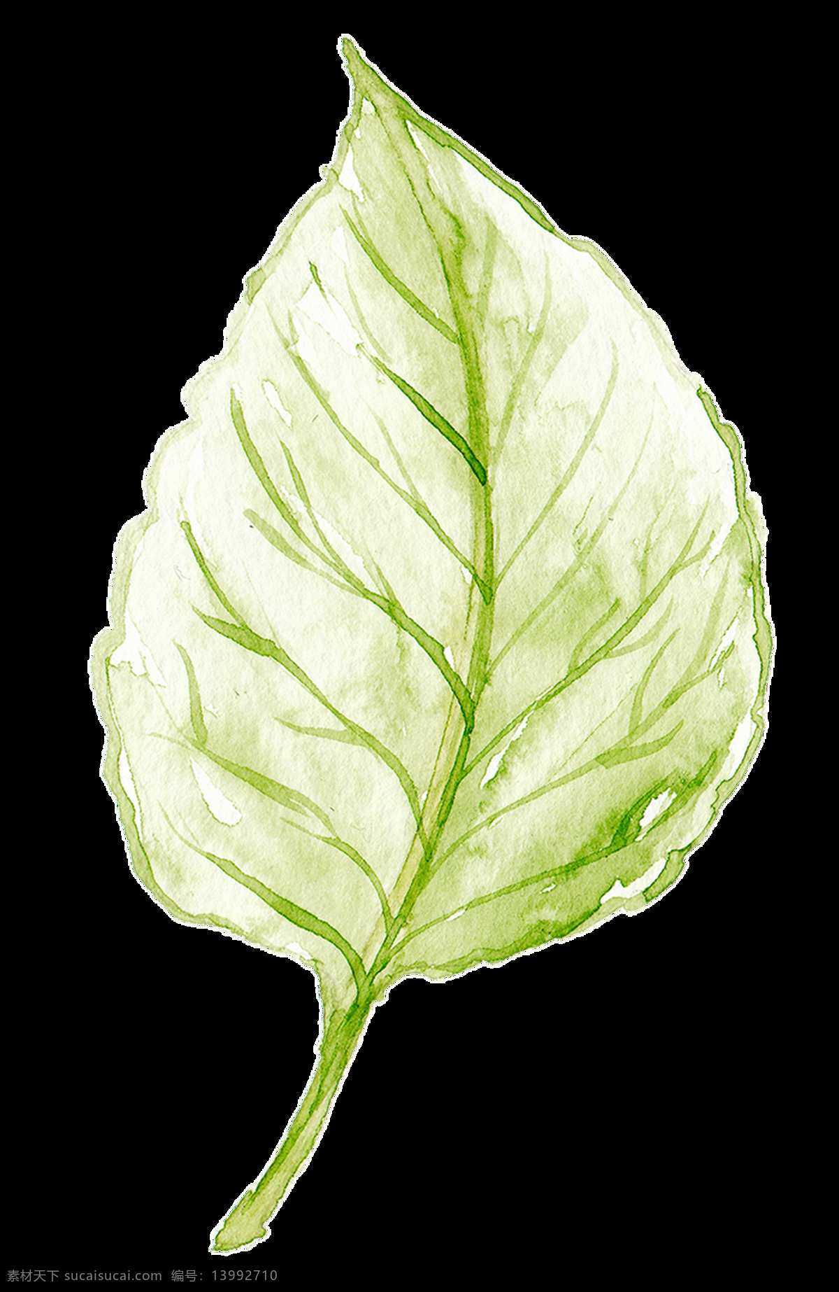透 白 枝叶 卡通 透明 绿色 植物 透明素材 免扣素材 装饰图案