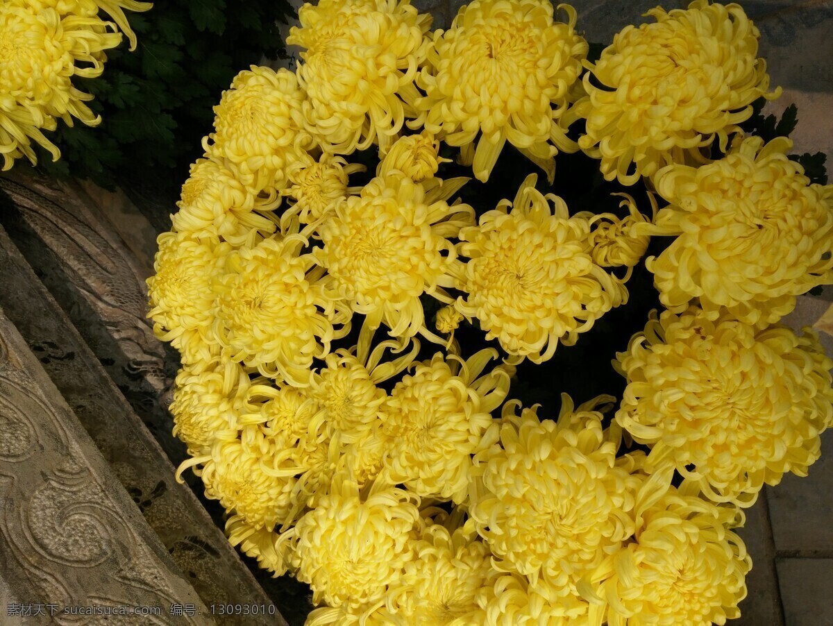 盛开的菊花 开封菊花展 单株菊花