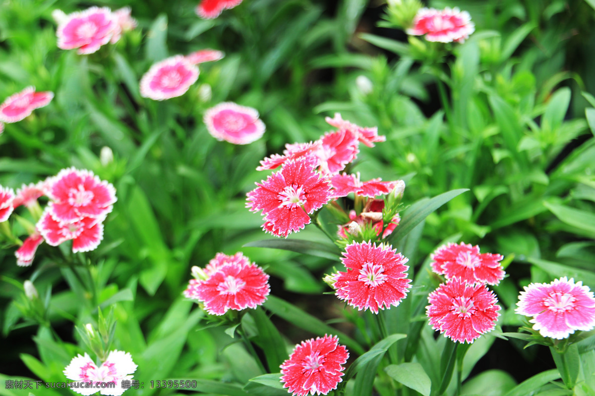 小红花 植物 小花 野花 自然景色 石竹花 花草 生物世界