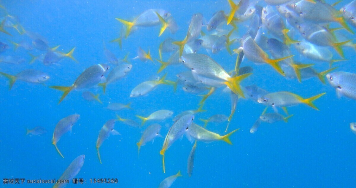 帕劳风情 鱼儿 海水 景色 大海 清澈 鱼类 生物世界