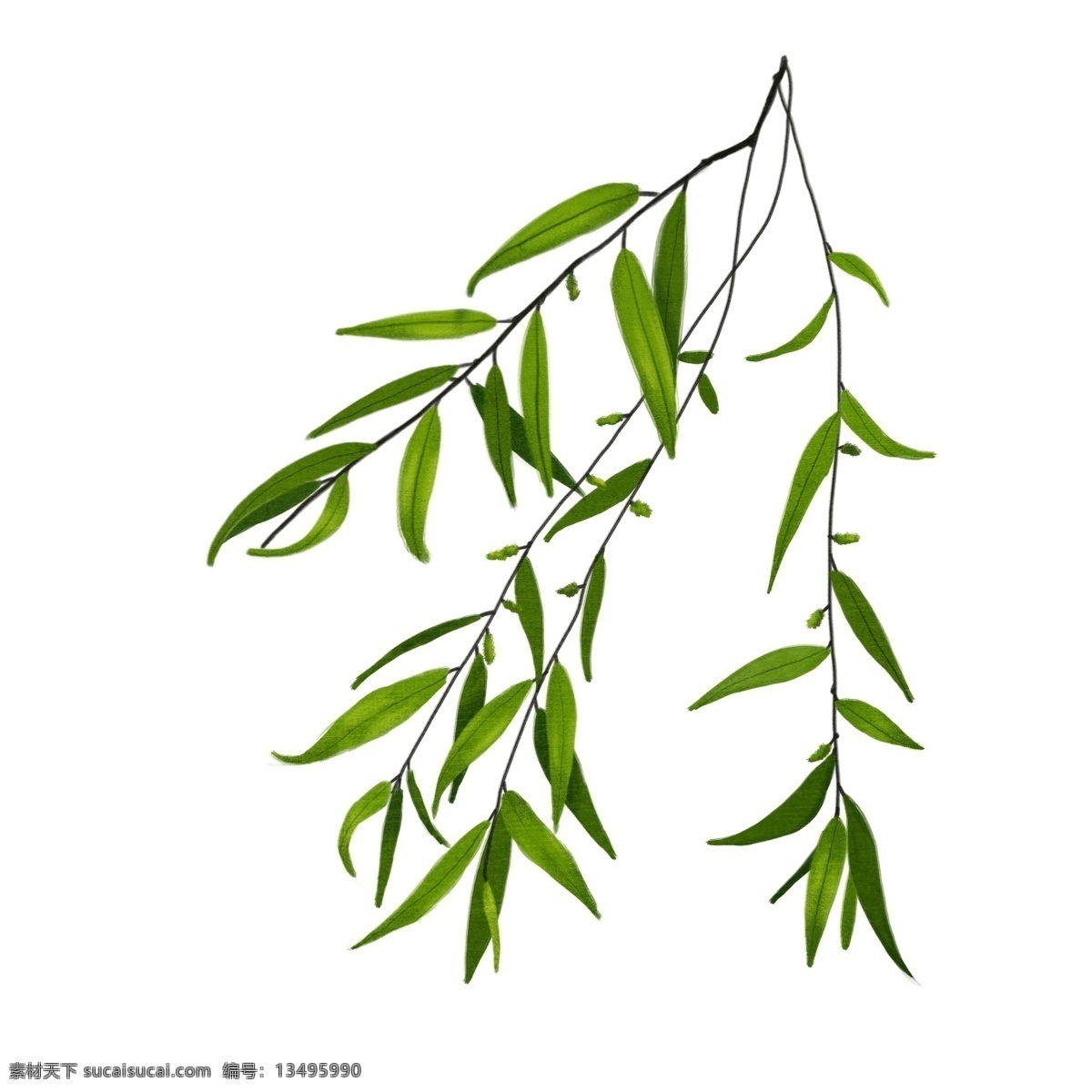 翠绿 柳枝 卡通 插画 柳树 植物 春天 绿色 叶子 手绘