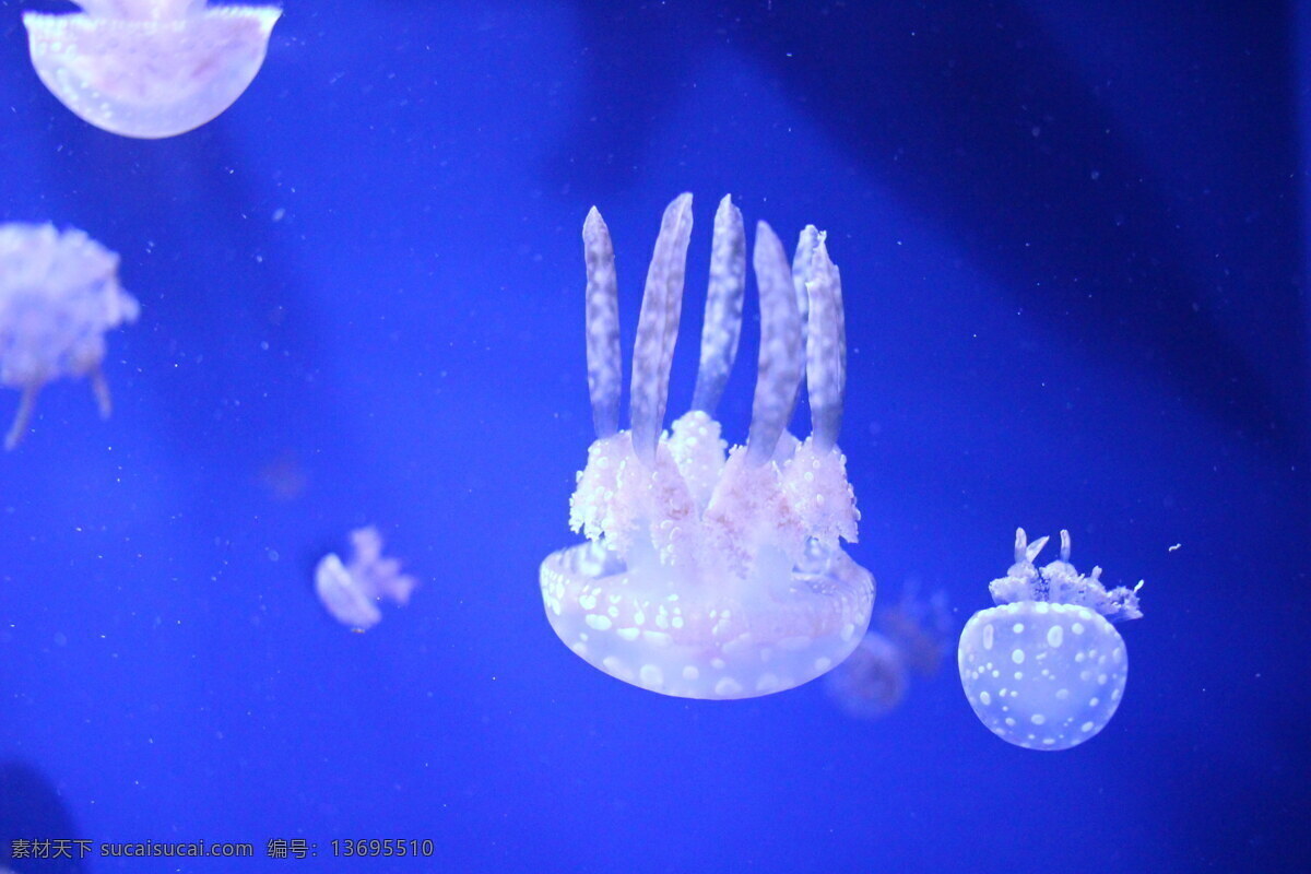 海底 水母 高清 海蜇 透明水母 伞状 刺胞动物