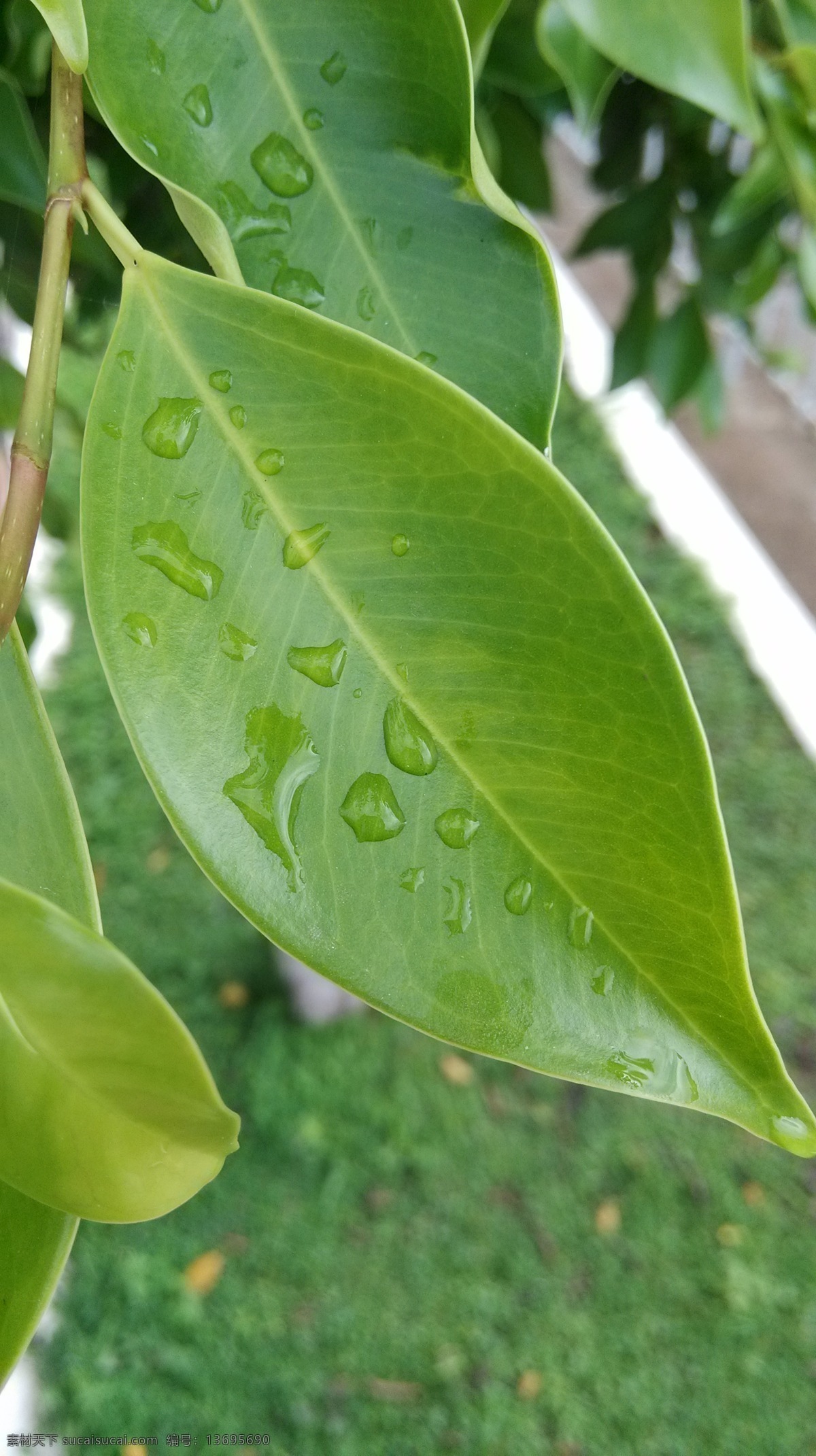 树叶免费下载 绿色 生物世界 树木树叶 树叶 水滴 雨滴 雨后 psd源文件