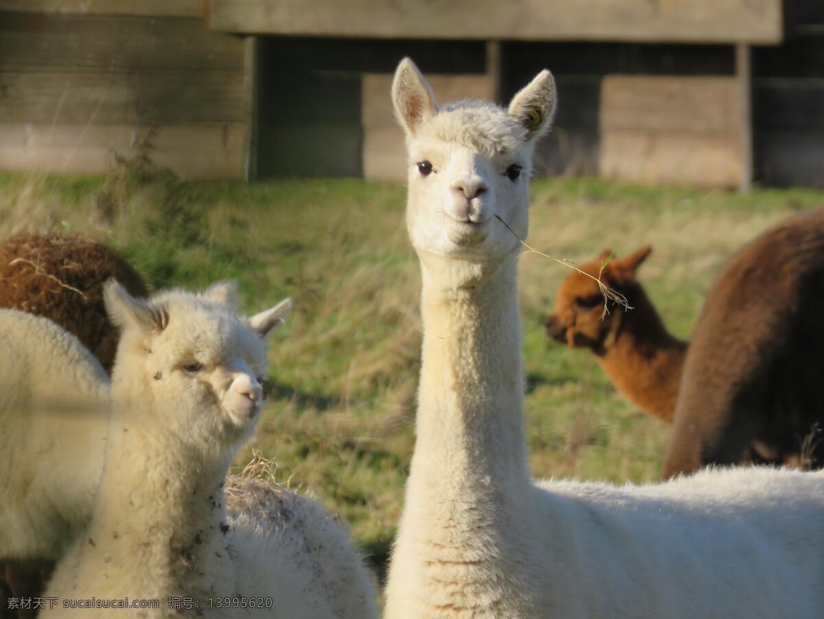 羊驼 微笑 草泥马 澳洲 户外 正面 可爱 特写 生物世界 家禽家畜