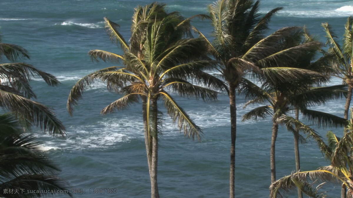 太平洋 棕榈树 股票 录像 视频免费下载 海洋 通过 树 夏威夷 蓝 水 avi 灰色