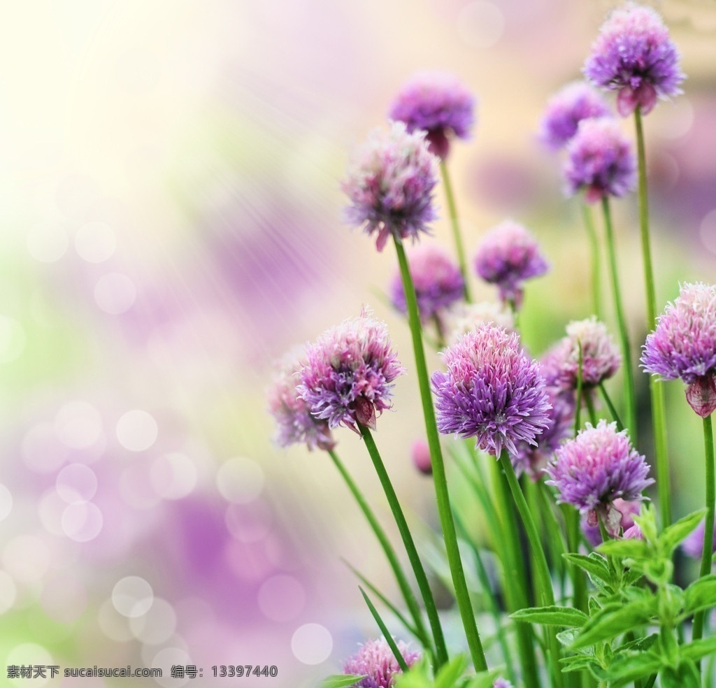 鲜花 紫色 阳光 绿叶 灿烂阳光 鲜花背景 温馨 浪漫 梦幻 花草 生物世界