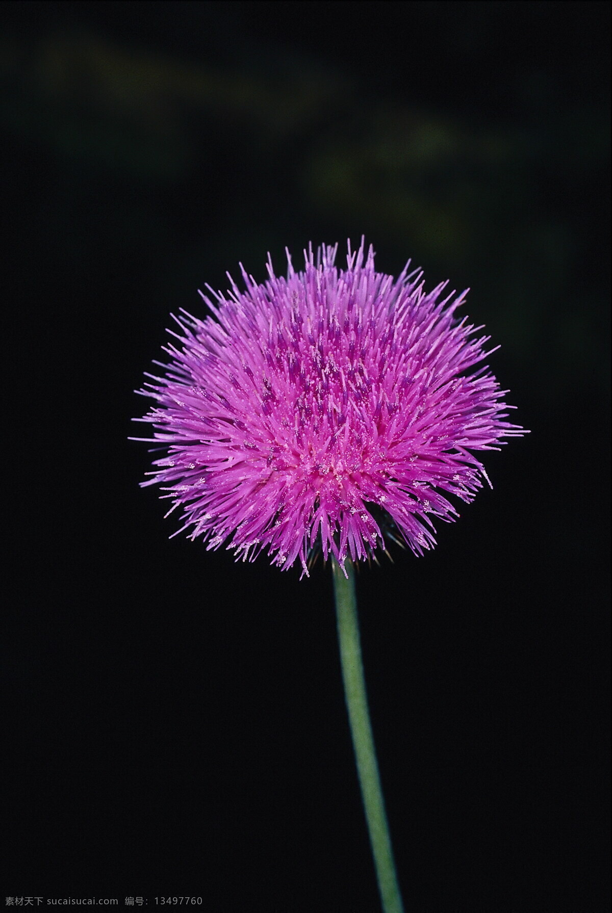 紫花藿香蓟 花朵 花束 鲜花 花草 生物世界