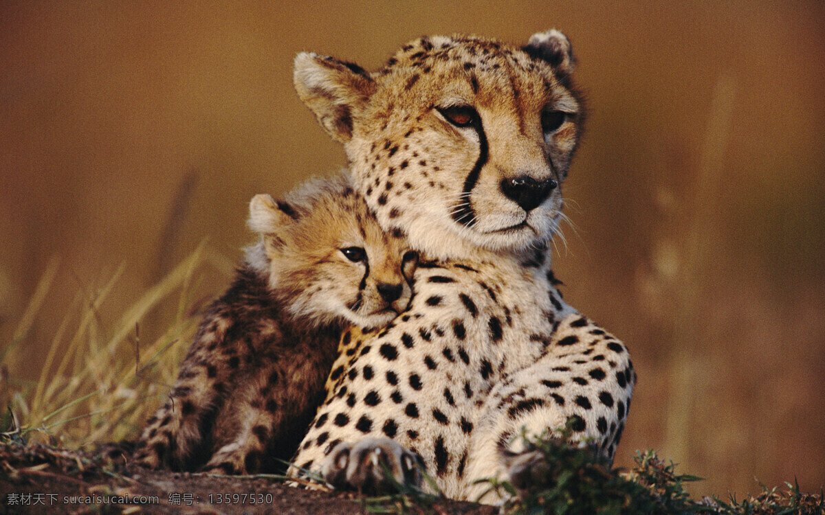 母性 温暖 金钱豹 动物世界 依偎