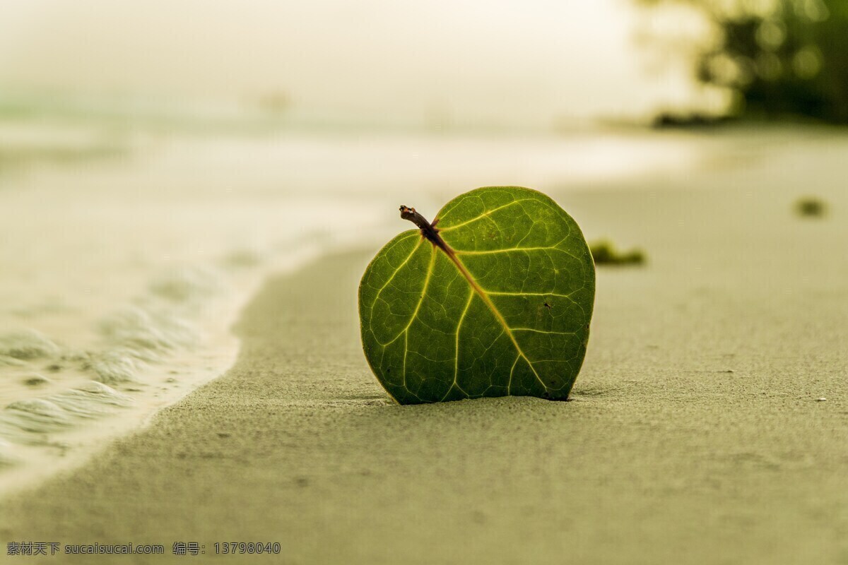 海滩 叶 绿色 自然 夏天 热带 沙 美丽 海岸 海滩绿色叶子