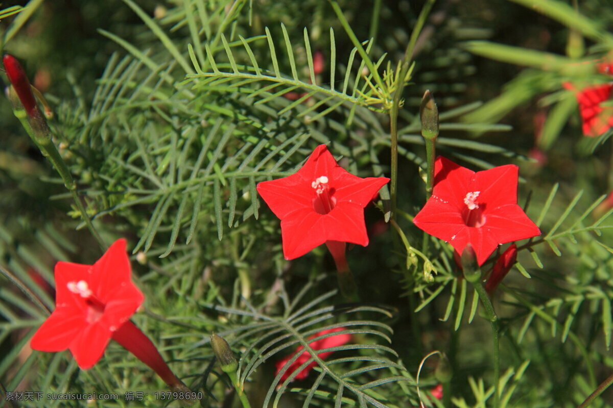 美丽 红色 格桑 花 高清 花卉 花朵 花枝