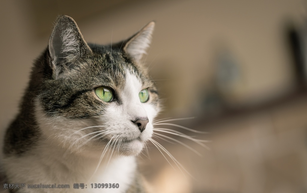 猫咪图片 猫 凝视 黑白 专注的猫咪 动物