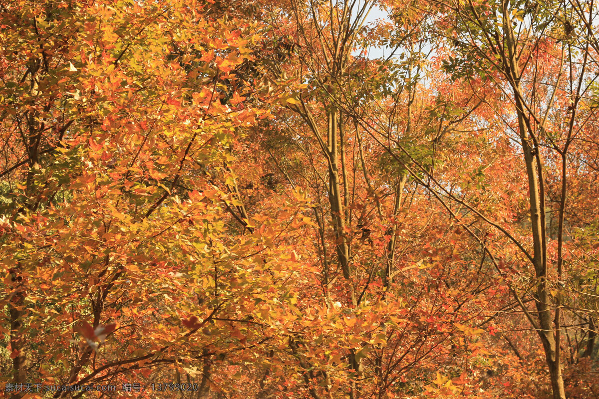 红叶 枫叶 枫树林 枫树 秋天 秋季 秋天景象 黄色 黄叶 树林 摄影素材 黄色树叶 生物世界 树木树叶 棕色