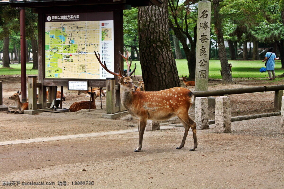 日本 奈良 可爱 小鹿 日本奈良小鹿 可爱小鹿 奈良小鹿 小鹿图片