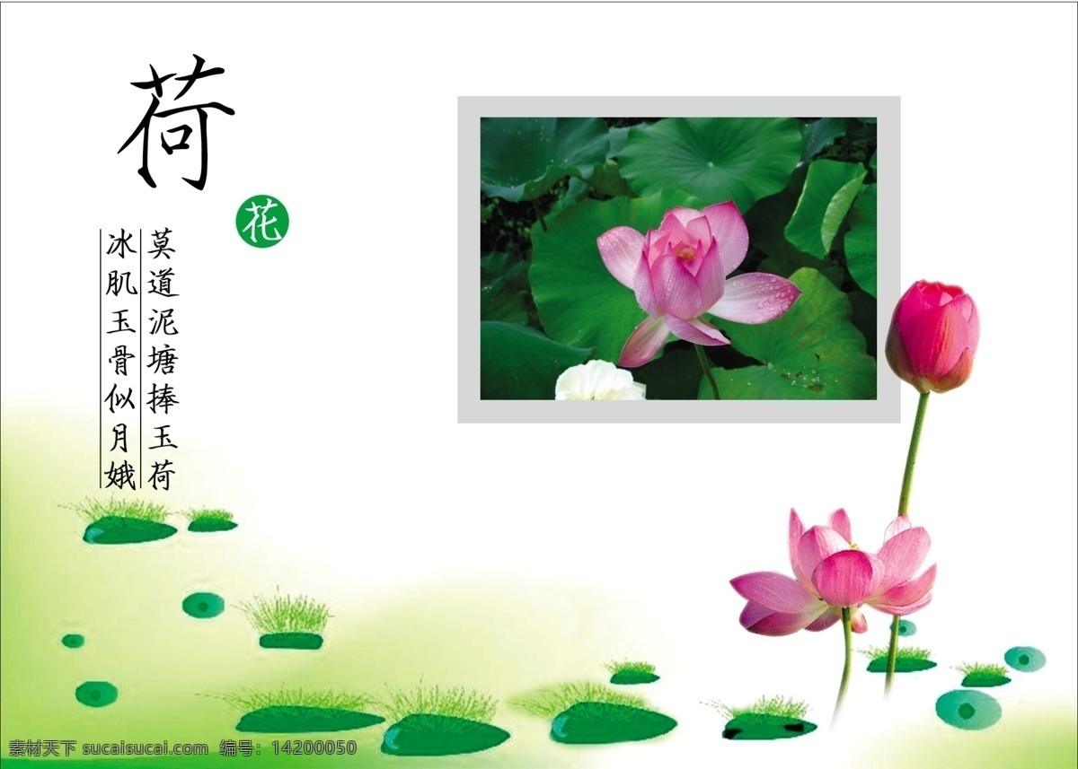 荷花 微利设计 学校展板 展板展架模板 荷花3 psd源文件
