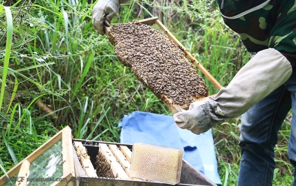 养蜂场 蜜蜂图片 养蜂 蜂蜜 蜜蜂 蜂脾 中华蜂 土蜂蜜 山花蜜 风景拍摄 自然景观 田园风光