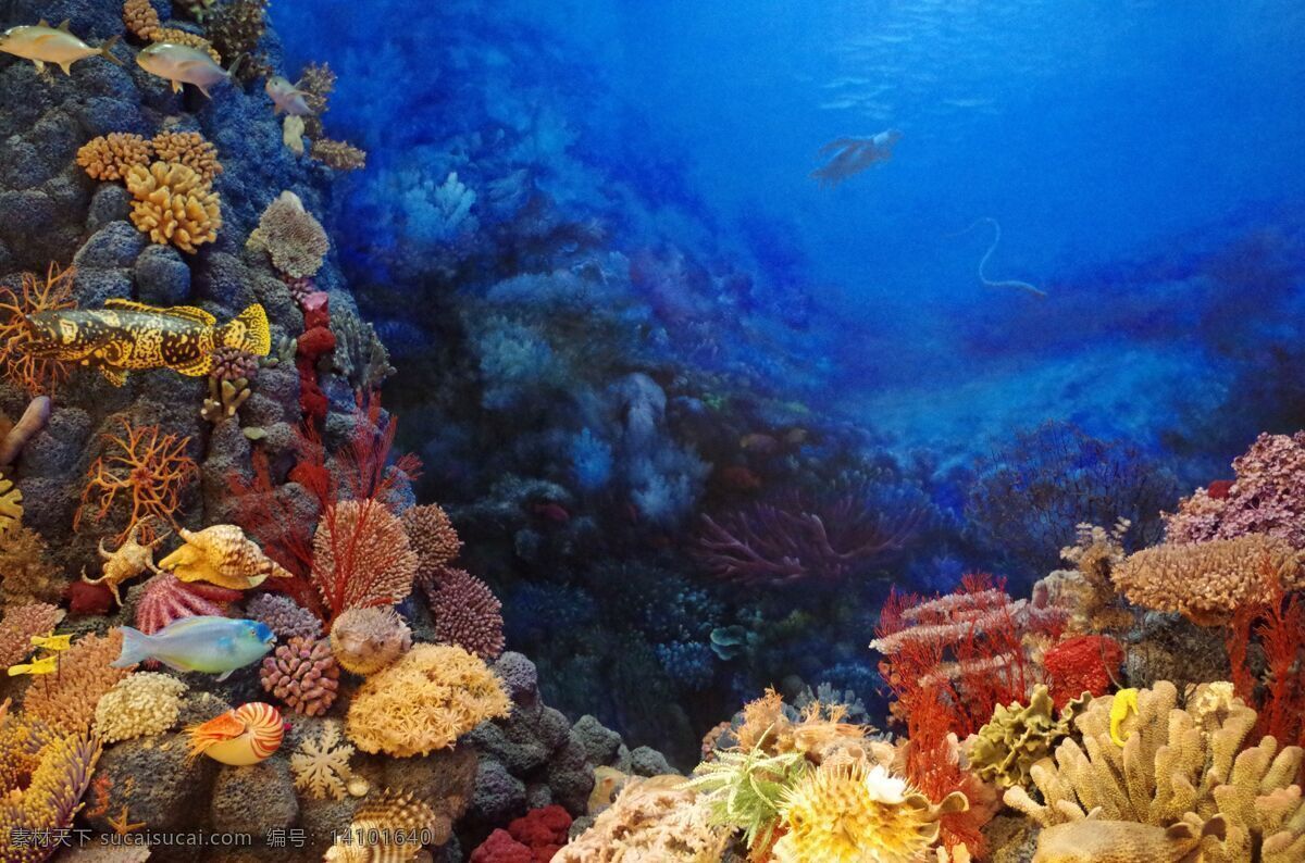 珊瑚图片 珊瑚 水族馆 拍摄 彩色 单株 海洋生物 生物世界